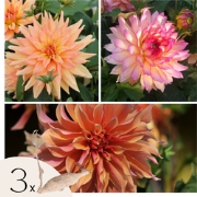Dahliaknollen - Set van 3 - Dahlia 'Labyrinth', 'Labyrint Twotone' - P...