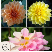 Dahliaknollen - Set van 6 - Dahlia 'Waterlily Mix'