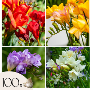 Freesia - Set van 100 - Freesia Mix - Bloembollen