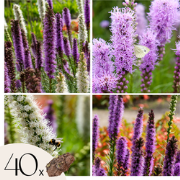 Prachtkaars  - Set van 40 - Liatris - knollen - Paars