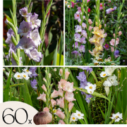 Gladiolen - Zwaardlelie - Set van 60 - Gladiolus Pastel Mix - Bloembol...