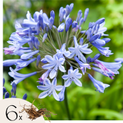 Afrikaanse lelie - Set van 6 - Agapanthus africanus - Wortelstokken - ...