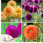 Dahliaknollen - Set van 4 - Dahlia 'Bouqet Sunshine'