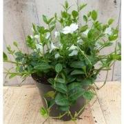 3 stuks! Vinca Minor wit