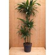 Drakenbloedboom Dracaena Fragrans Jade Jewel/Groen-wit H110-130 cm pot...