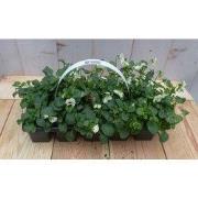 Bosviolen wit 6 stuks