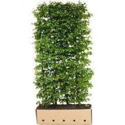 Carpinus betulus Fastigiata