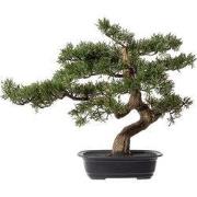Bonsai Kopu Cedar, ca. 40x40 cm - in een zwarte plastic pot