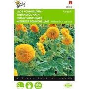 2 stuks - Helianthus Annuus Sungold Dubbelbl. Laag