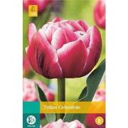 5 stuks - Tulipa Columbus 5 bollen