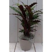 Calathea rood blad taupe pot 40 cm