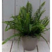 Koningsvaren taupe pot 30 cm