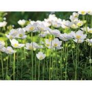 Anemonen veld 70x50cm Tuinschilderij