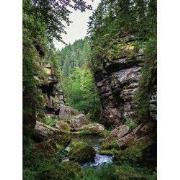 Oerwoud beek 70x50cm Tuinschilderij