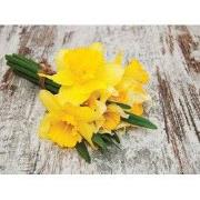 Narcis bosje 70x50cm Tuinschilderij