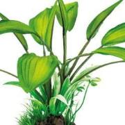 Sf art plant 25 cm cryptocoryne