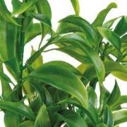 Sf art plant 25 cm dracaena