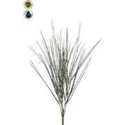 Cytisus bush x6 UV 52 cm Emerald