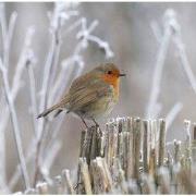 Tuinschilderij roodb winter 130x70