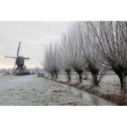 Tuinschilderij knotw winter 130x70