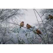 Tuinschilderij musjes winter 130x70