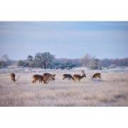 Tuinschilderij herten in snw 130x70