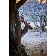 Tuinschilderij hert achter bm 70x50