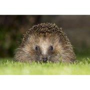 Tuinschilderij egel 70x50cm bruin