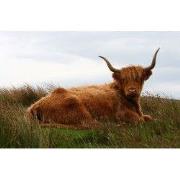 Tuinschilderij hoogl liggend 130x70