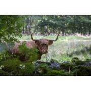 Tuinschilderij highlnd cattle 70x50