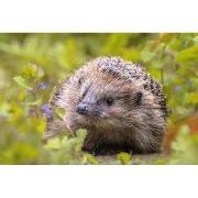 Tuinschilderij egel in tuin 130x70
