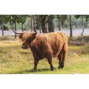 Tuinschilderij schots vee 130x70cm