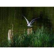 Tuinschilderij zwartkopmw 130x70