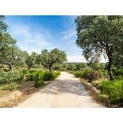 Tuinschilderij oude eiken 70x50cm