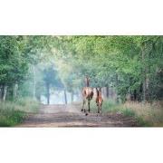 Tuinschilderij van achteren 130x70