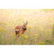 Tuinschilderij hertje 70x50cm bruin