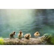 Tuinschilderij vier eendjes 70x50cm