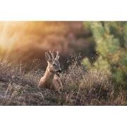 Tuinschilderij hert liggen 130x70cm