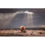 Tuinschilderij hooglander licht 130x70cm