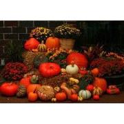 Tuinschilderij pompoen deco 130x70cm