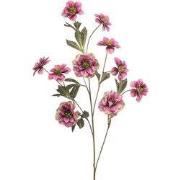 Helleborus spray fuchsia 112 cm