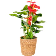 Flamingoplant - Anthurium 'Madural Orange' - Inclusief mand - 55-70cm ...