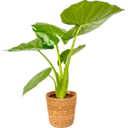 Olifantsoor - Alocasia 'Macrorrhizos' - Inclusief mand - Hoogte 60-70c...