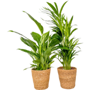 Groen Duo - Set van 2 - Spathiphyllum, Dypsis - Inclusief mand - 60-75...