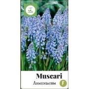 2 stuks - Muscari armeniacum 80 bollen