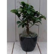 Bonsai Ficus microcarpa zwarte/antraciete pot 30 cm