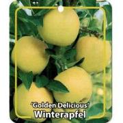 Malus Domestica Golden Delicious