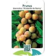 Prunus Domestica Mirabelle de Nancy