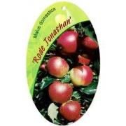 Malus Domestica Rode Jonathan