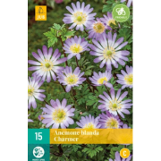 Anemone blanda Charmer